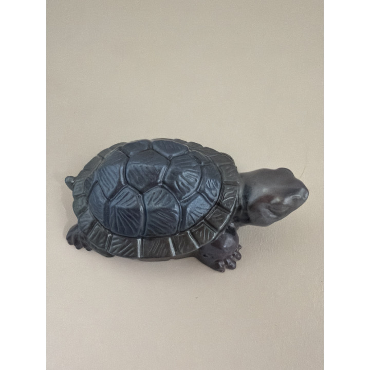 Petite tortues